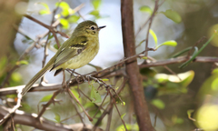 Phylloscartes ventralis
