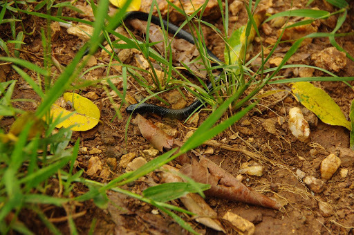 Loveridge's Garter Snake