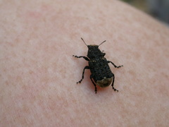Platyrhinus resinosus