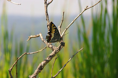 Charaxes castor