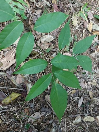 Bretschneidera sinensis, photograph 6