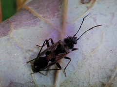 Rhyparochromus vulgaris