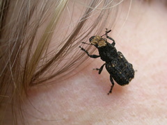Platyrhinus resinosus