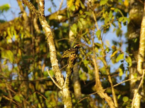 Yellow-spotted Barbet (Buccanodon duchaillui), photo 9
