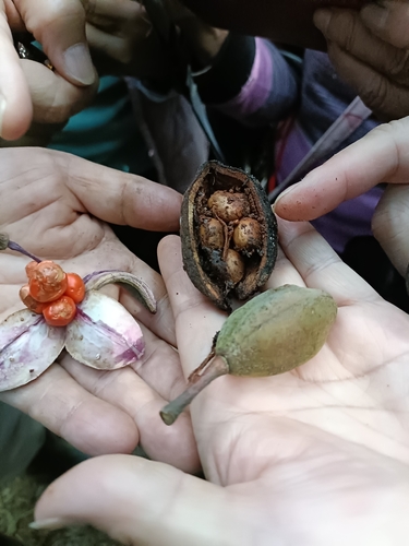 Bretschneidera sinensis, photograph 5
