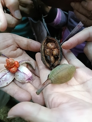 (c) Yinling Chen, some rights reserved (CC BY) Bretschneidera sinensis, photograph (c) Yinling Chen, some rights reserved (CC BY)