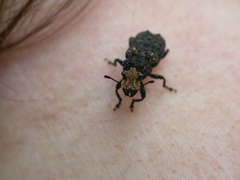 Platyrhinus resinosus