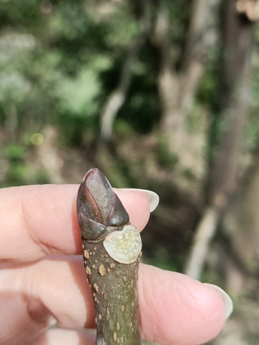 Bretschneidera sinensis, photograph 3