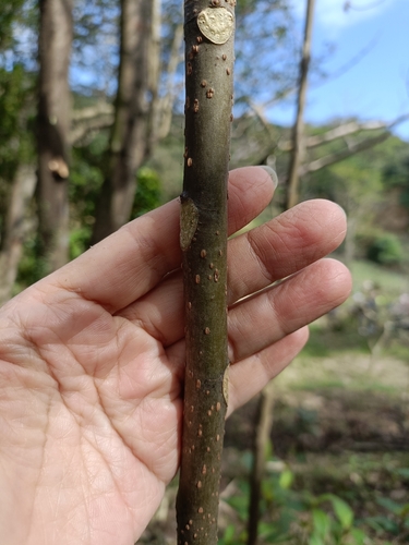 Bretschneidera sinensis, photograph 4