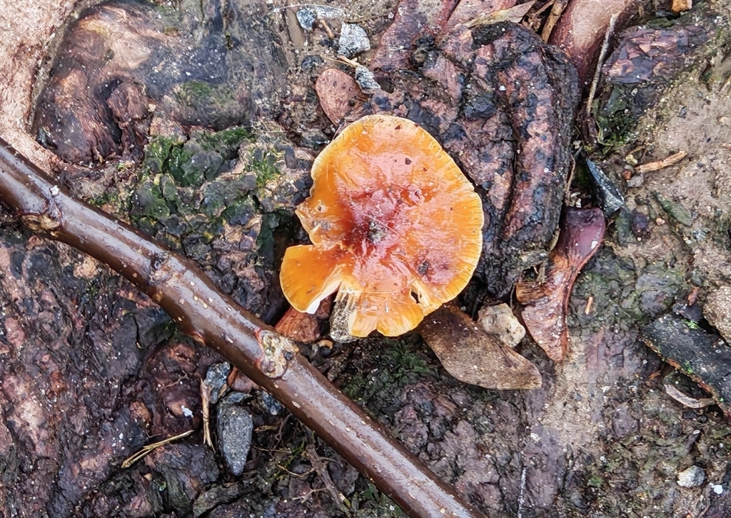 Flammulina · November 2025 · photo: © p_andrey (iNaturalist, cc-by-nc)