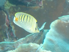 Chaetodon punctatofasciatus