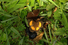 Junonia gregorii