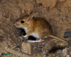 Meriones persicus