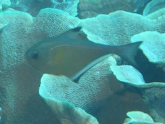 Pempheris vanicolensis