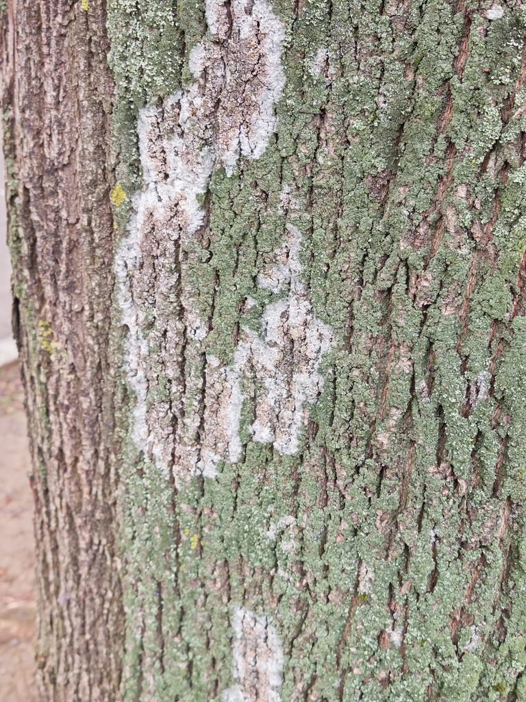 Athelia arachnoidea · November 2025 · photo: © p_andrey (iNaturalist, cc-by-nc)