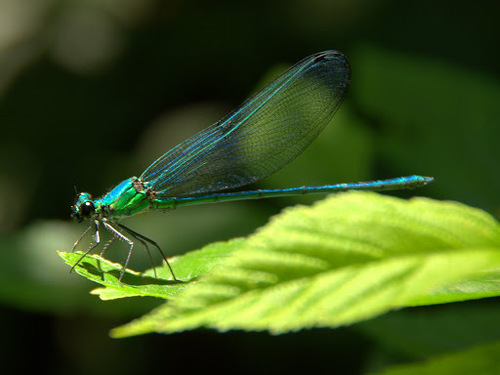 Umma saphirina