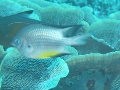 Amblyglyphidodon leucogaster