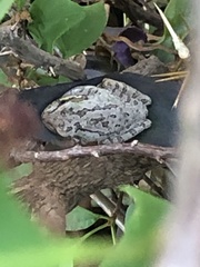Osteopilus septentrionalis