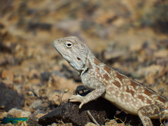 Trapelus agilis