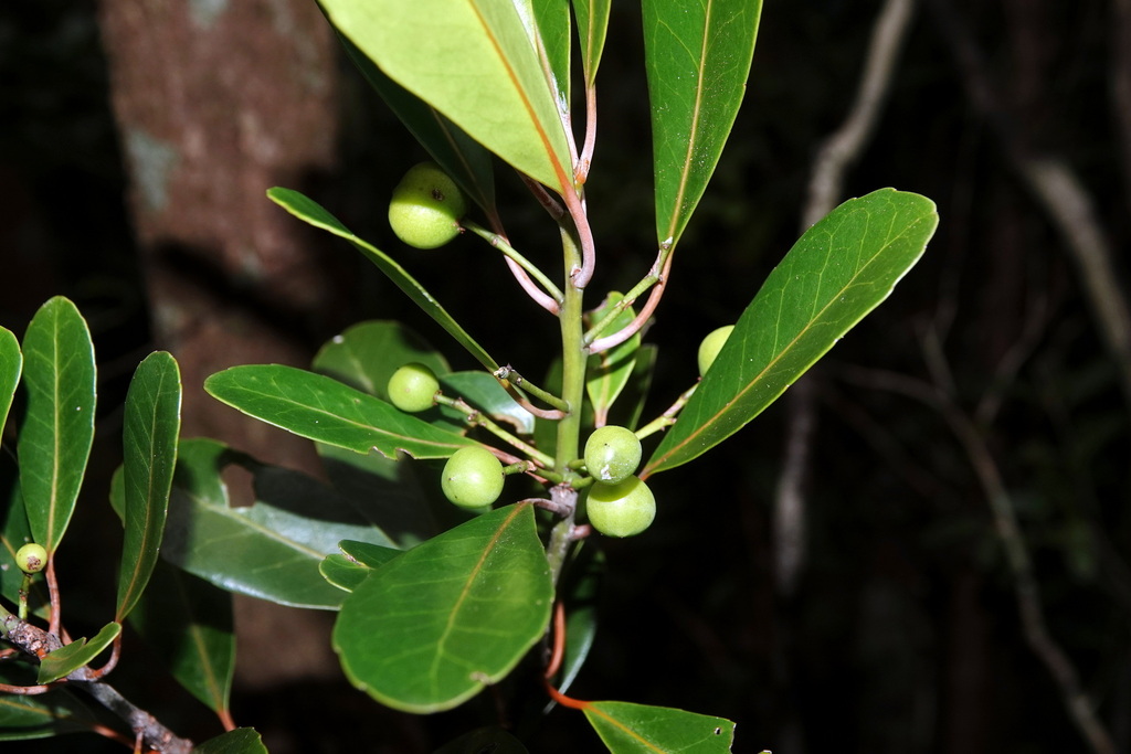 Elaeodendron pininsulare