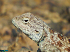 Trapelus agilis