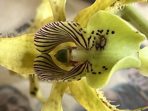 Dendrobium macrophyllum observed 2025-11-15