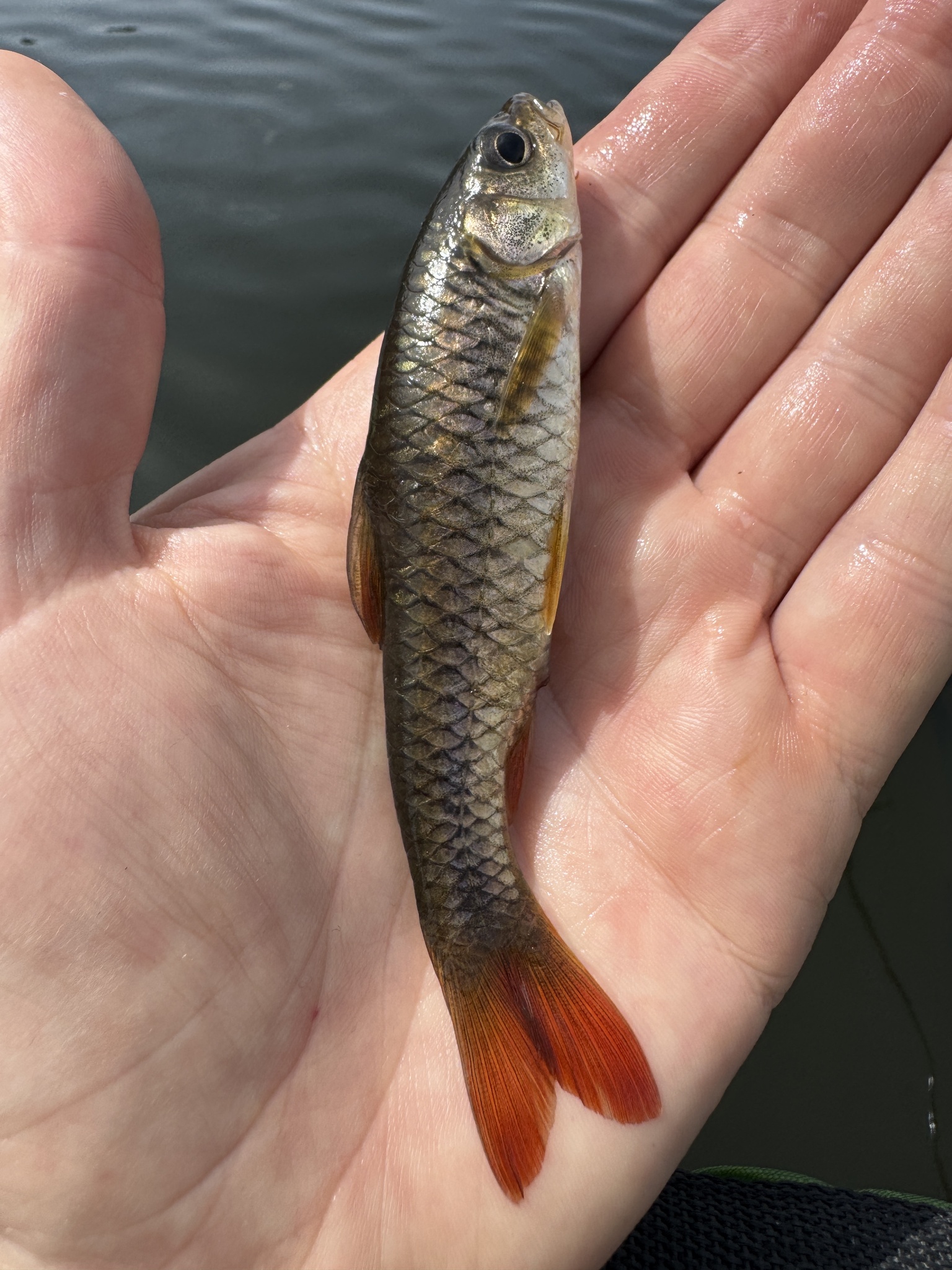 Rosefin Barb