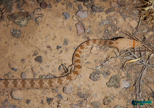 Photo of a Diadem Snake (Spalerosophis diadema)