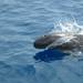 Pygmy Killer Whale - Photo (c) Oscar Johnson, some rights reserved (CC BY-NC-ND), uploaded by Oscar Johnson