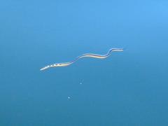 Hydrophis platurus