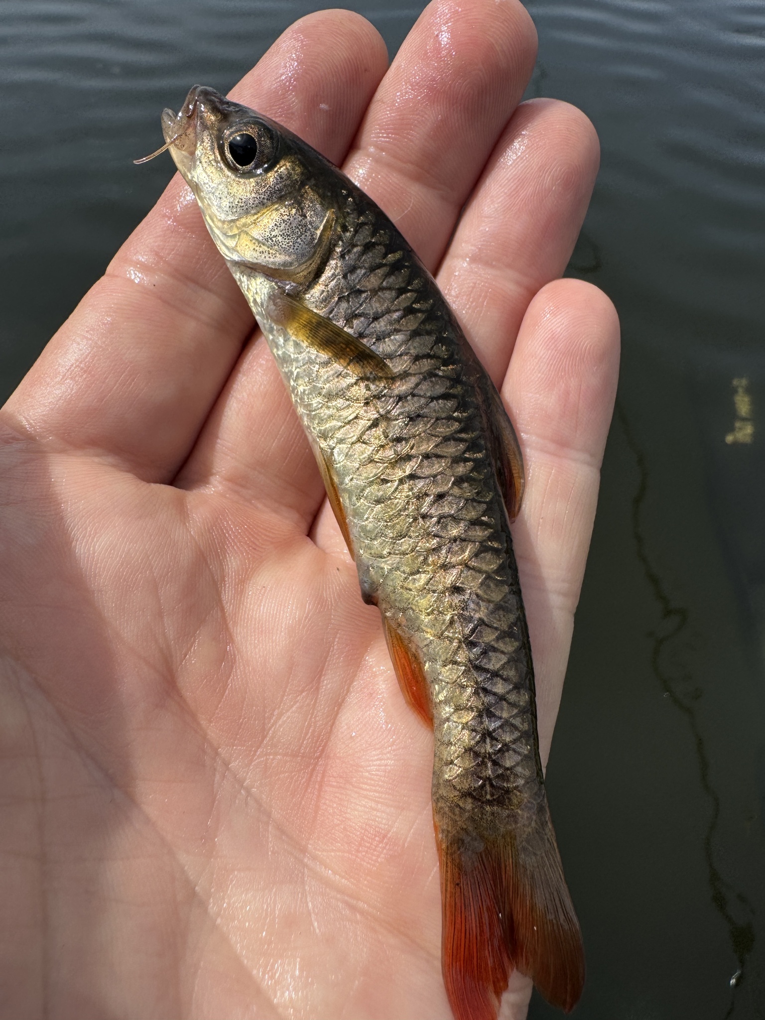 Rosefin Barb photo 2