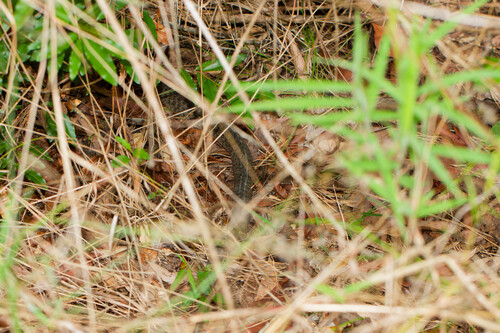Common keelback sighting