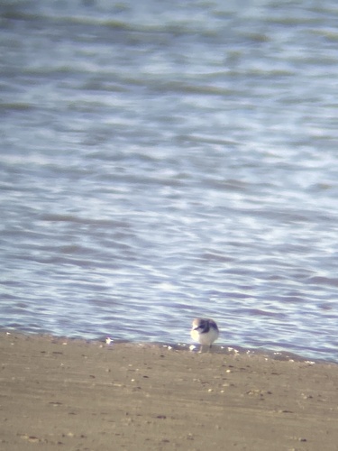 Kentish Plover (Anarhynchus alexandrinus), photo 10