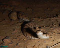 Lytorhynchus ridgewayi