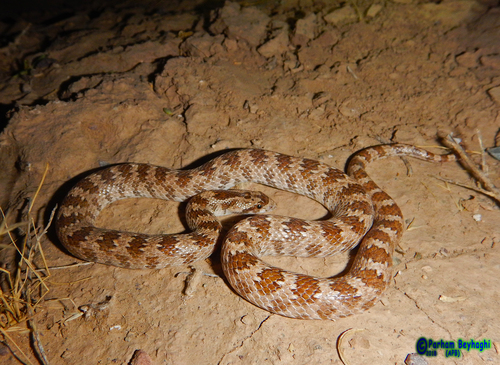 Photo of a Derafshi Snake (Lytorhynchus ridgewayi)