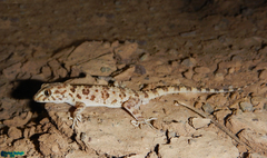 Tenuidactylus caspius
