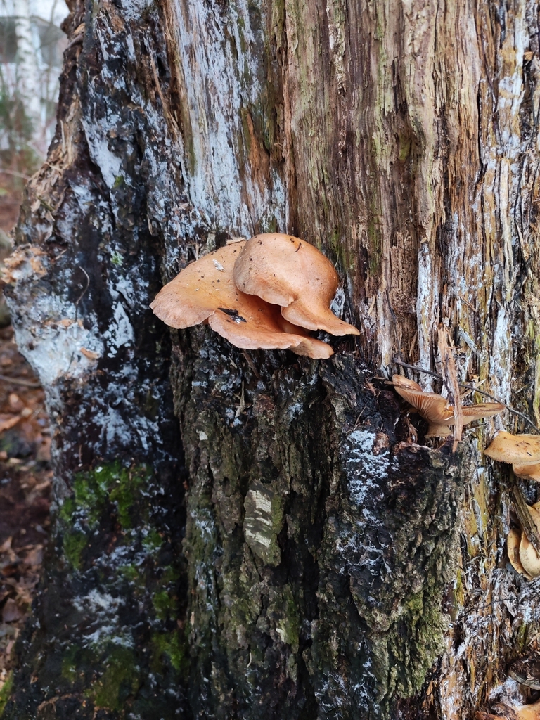 Sarcomyxa serotina · November 2025 · photo: © terolinjama (iNaturalist, cc0)