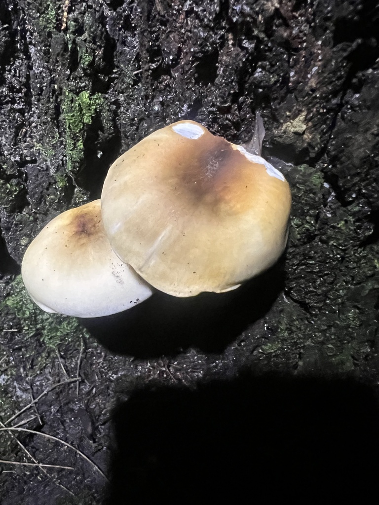 Omphalotus nidiformis · November 2025 · photo: © elapidwildlife (iNaturalist, cc-by)