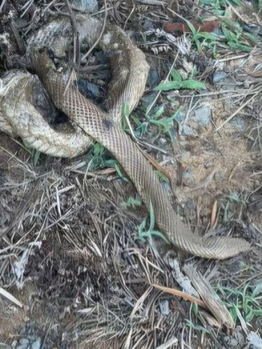 Eastern Brown Snake sighting