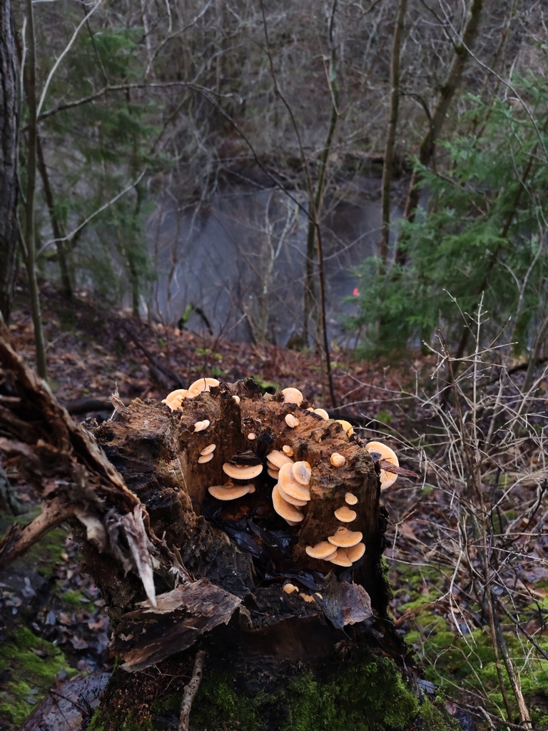 Phyllotopsis nidulans · November 2025 · photo: © terolinjama (iNaturalist, cc0)