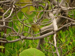 Vireo pallens