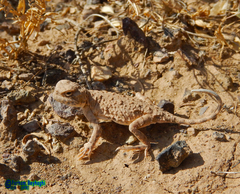 Phrynocephalus persicus