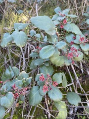 Ribes viburnifolium