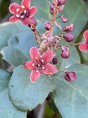 Ribes viburnifolium