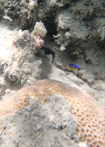 Pomacentrus aquilus observed 2025-11-29