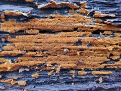 Botryobasidium simile