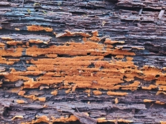 Botryobasidium simile