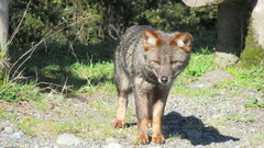 Lycalopex fulvipes