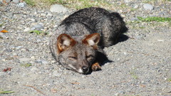 Lycalopex fulvipes