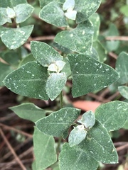 Chenopodium trigonon